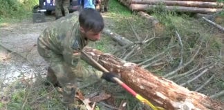 Quân đội Đức chiến đấu chống… bọ đục vỏ cây