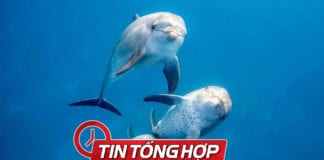 Video Cá heo ‘chỉ đường’ cứu 41 ngư dân Quảng Nam thoát chết