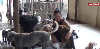 Video phóng sự Việt Nam: Nơi thương chó, mèo,… bậc nhất Sài Gòn
