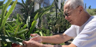 Lão nông gốc Việt ở San Diego lai tạo 6 giống thanh long đặc biệt
