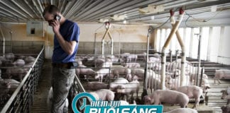 Video Trung Quốc miễn tăng thuế nhập cảng thịt heo Mỹ