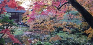 Video du lịch: Thưởng ngoạn mùa Thu Kyoto (1/2)