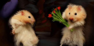 Video bình luận Quê nhà quê người: Câu chuyện chuột (2/2) Video bình luận Quê nhà quê người: Câu chuyện chuột (2/2)