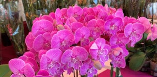 Video Khai mạc chợ hoa xuân Phước Lộc Thọ ở Little Saigon