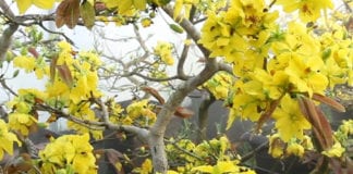 Video phóng sự cộng đồng: Little Saigon cũng có mai vàng Việt Nam