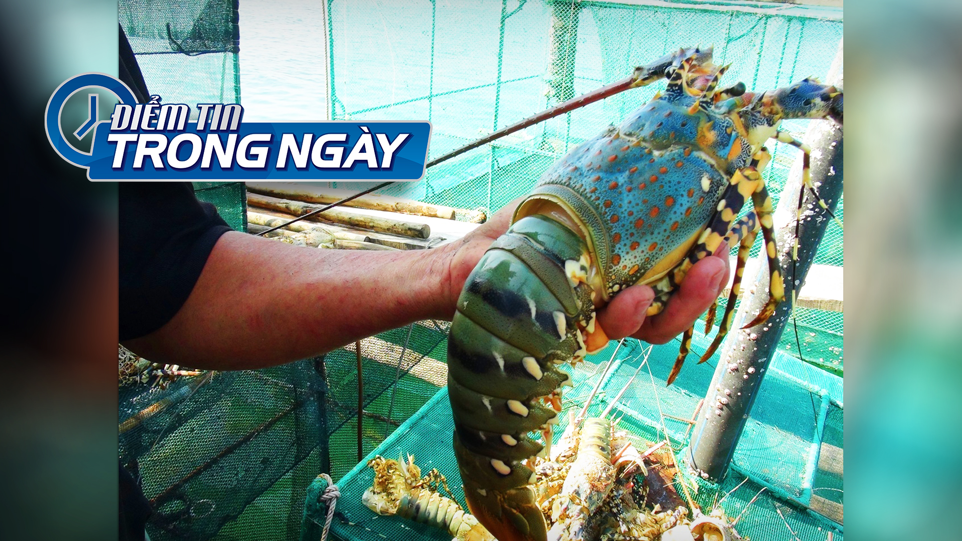 Video Tôm hùm Việt Nam lệ thuộc thị trường Trung Quốc