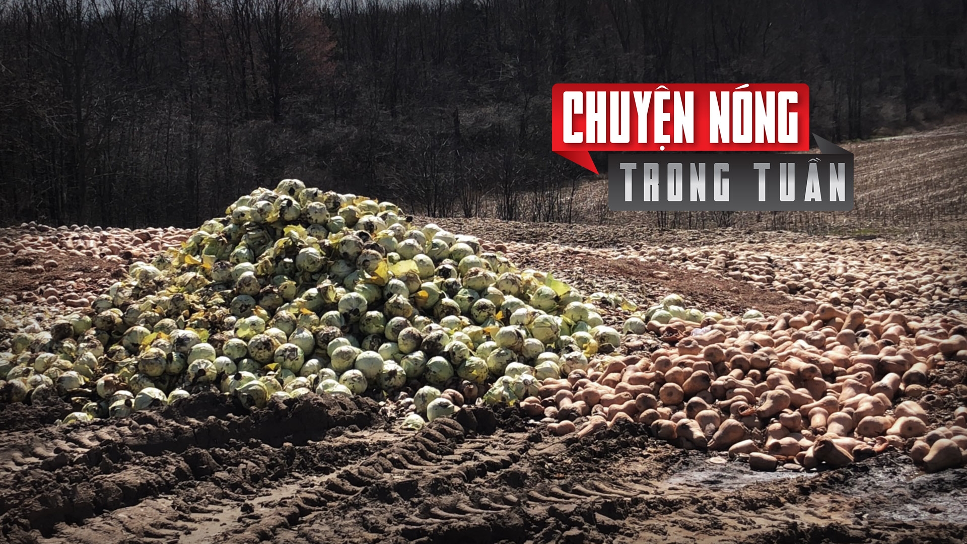 Nông dân bỏ rau, sữa, vì không có người mua