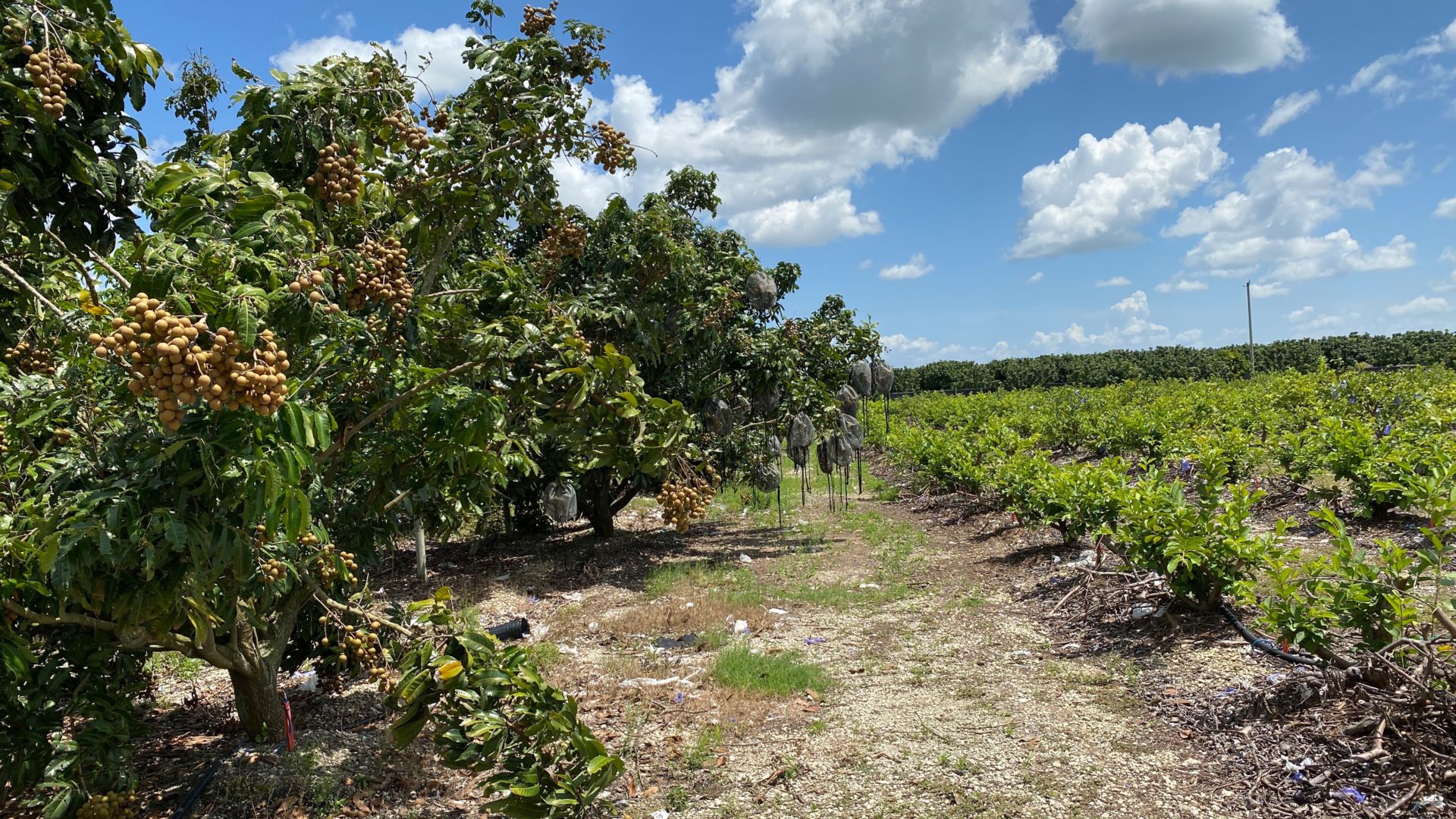 Video Vườn nhãn 'chim trời ăn không hết' của vợ chồng gốc Việt ở Florida