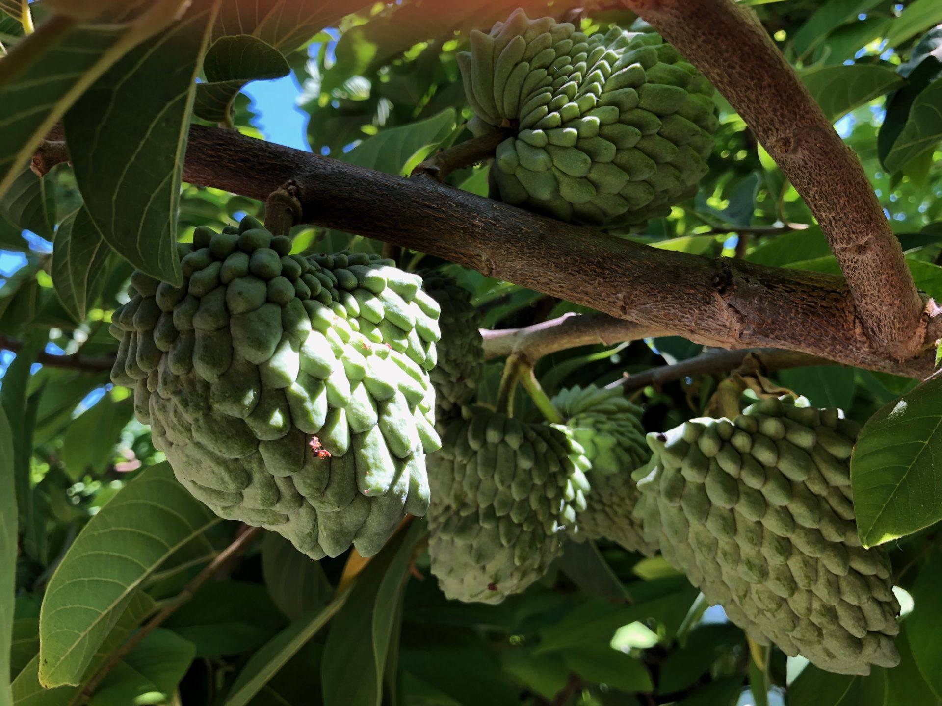 Thăm vườn nhà người Việt Little Saigon - Cây cỏ với người giống như chồng và vợ