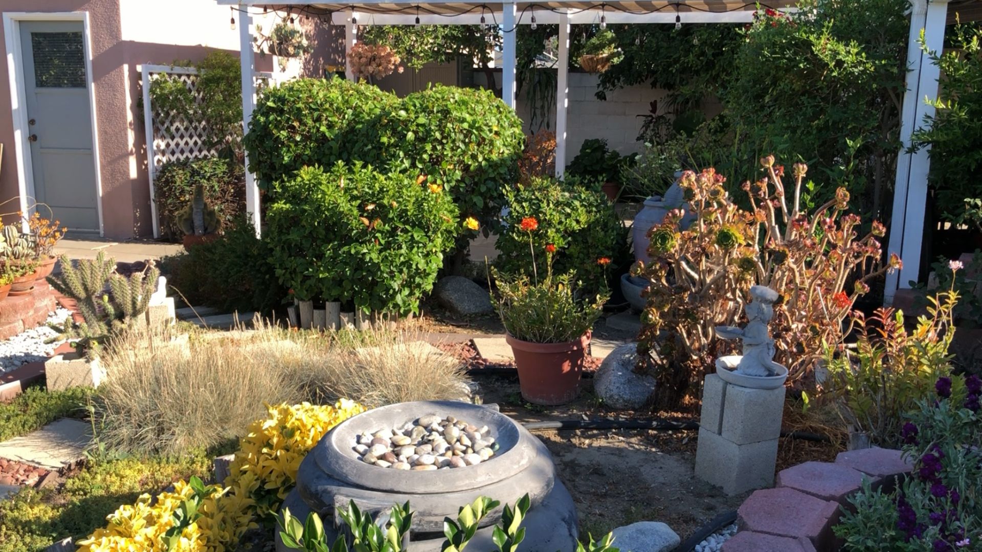 Thăm vườn nhà người Việt ở Little Saigon - Tận hưởng niềm vui khi cây trái đâm hoa kết nụ