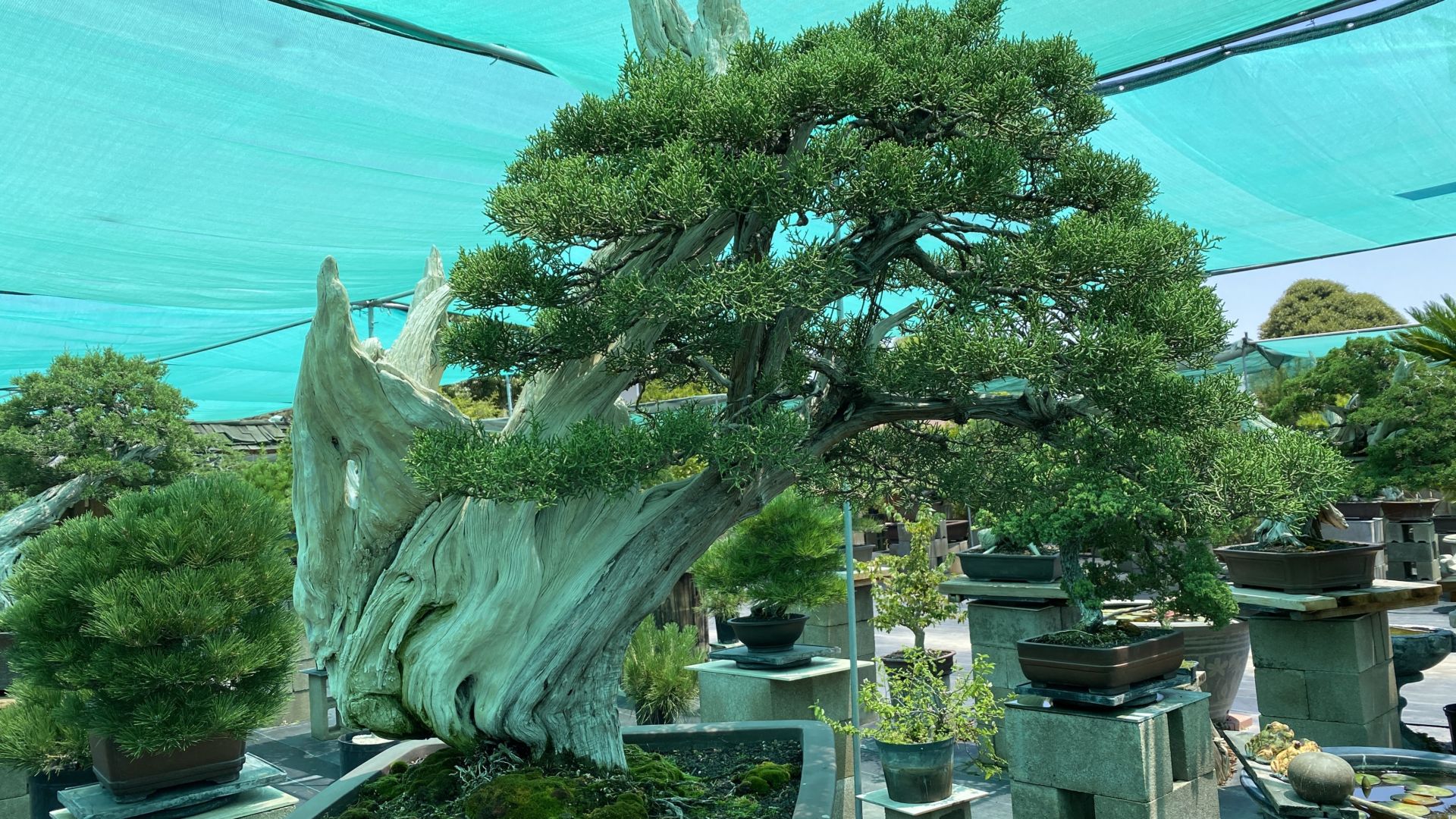 Video phóng sự cộng đồng: Chơi Bonsai: 'Bác sĩ' thời COVID-19