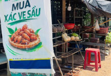 Gia Lai: Gom xác ve sầu bán kiếm gần $80 mỗi ngày