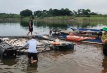 Đồng Nai: Hơn 200 tấn cá ở hồ Trị An chết trắng, người nuôi điêu đứng