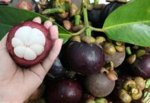 Măng cụt trúng mùa, giá giảm ‘chưa từng thấy’