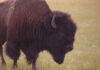 Du khách vị bò rừng bison húc bay lên không trong Yellowstone