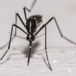 Thêm muỗi nhiễm virus West Nile được phát hiện tại Westminster, Costa Mesa