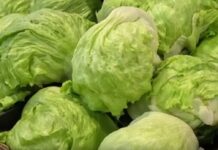 Xà lách iceberg của Taylor Farms, bán ở Taco Bell, liên hệ với dịch tiêu chảy