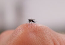 Cảnh báo tình trạng muỗi mang virus West Nile kỷ lục lịch sử Orange County