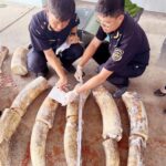 Tịch thu 1.2 tấn ngà voi từ Phi Châu về Quy Nhơn