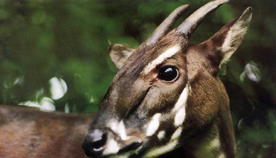 asian unicorn saola