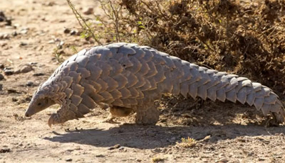 pangolin