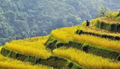 Vietnam rice field