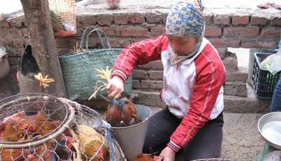 bird flu vietnam