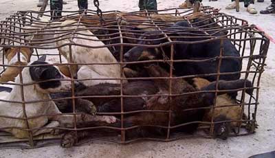 dog trafficking