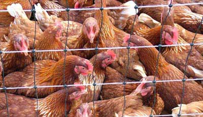 H5N1 bird flu