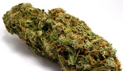 Cannabis