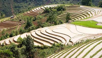 Sa Pa Terraces