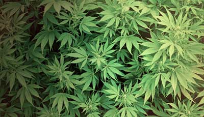 marijuana plants