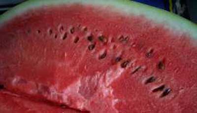 cattle watermelons