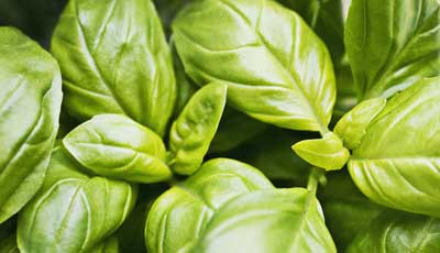 basil