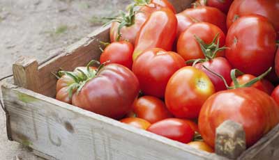 tomato