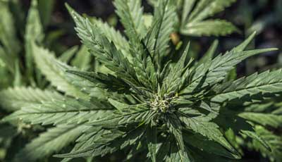 Marijuana plants
