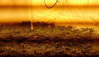 Nguyen in court after police find 300 cannabis plants at house in Darlington