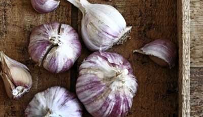 Garlic