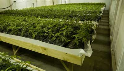 Vietnamese man caught in cannabis factory raid should be deported, rules judge