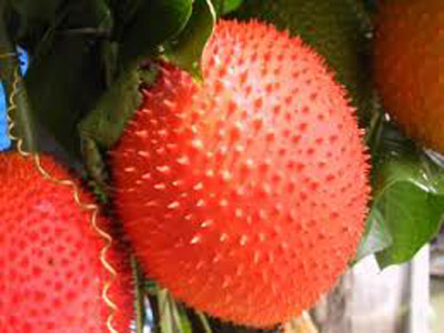 hình trái gấc